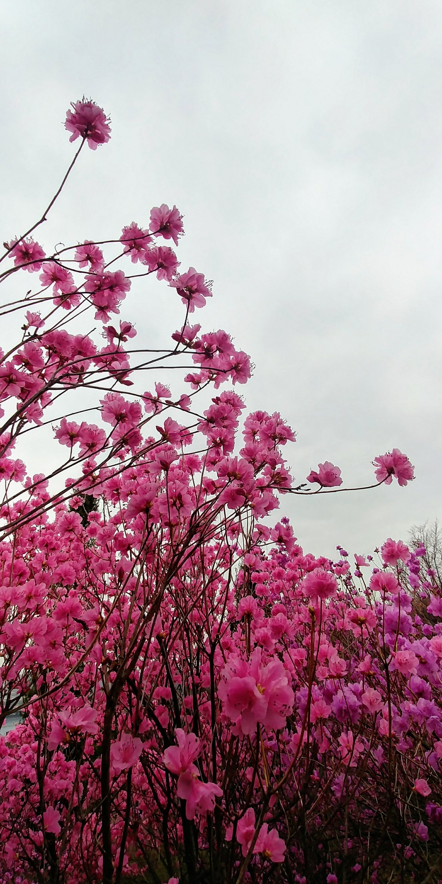 20180402120300_ssgosohu.jpg